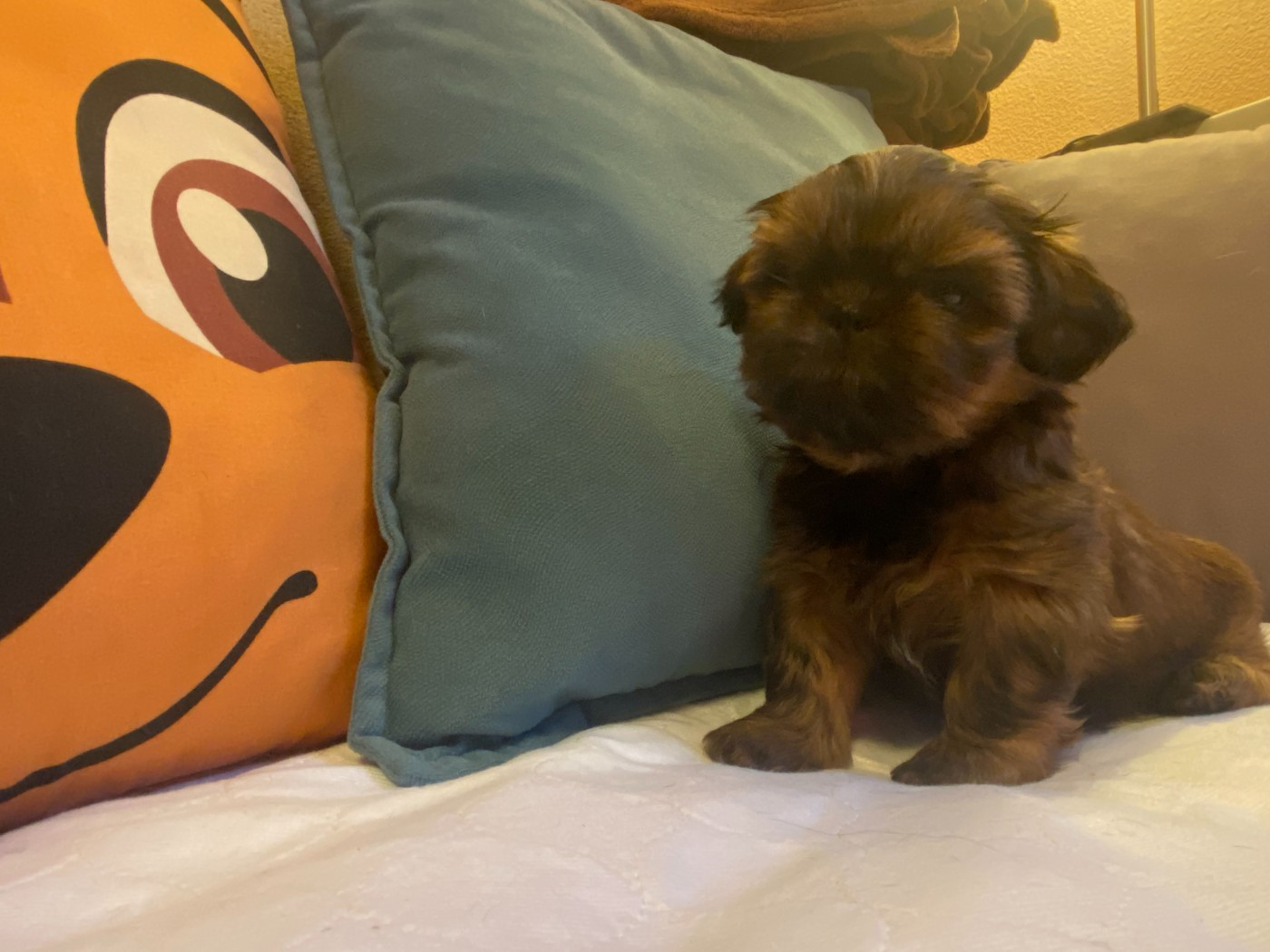 Francoise Cottone - Chiots disponibles - Shih Tzu