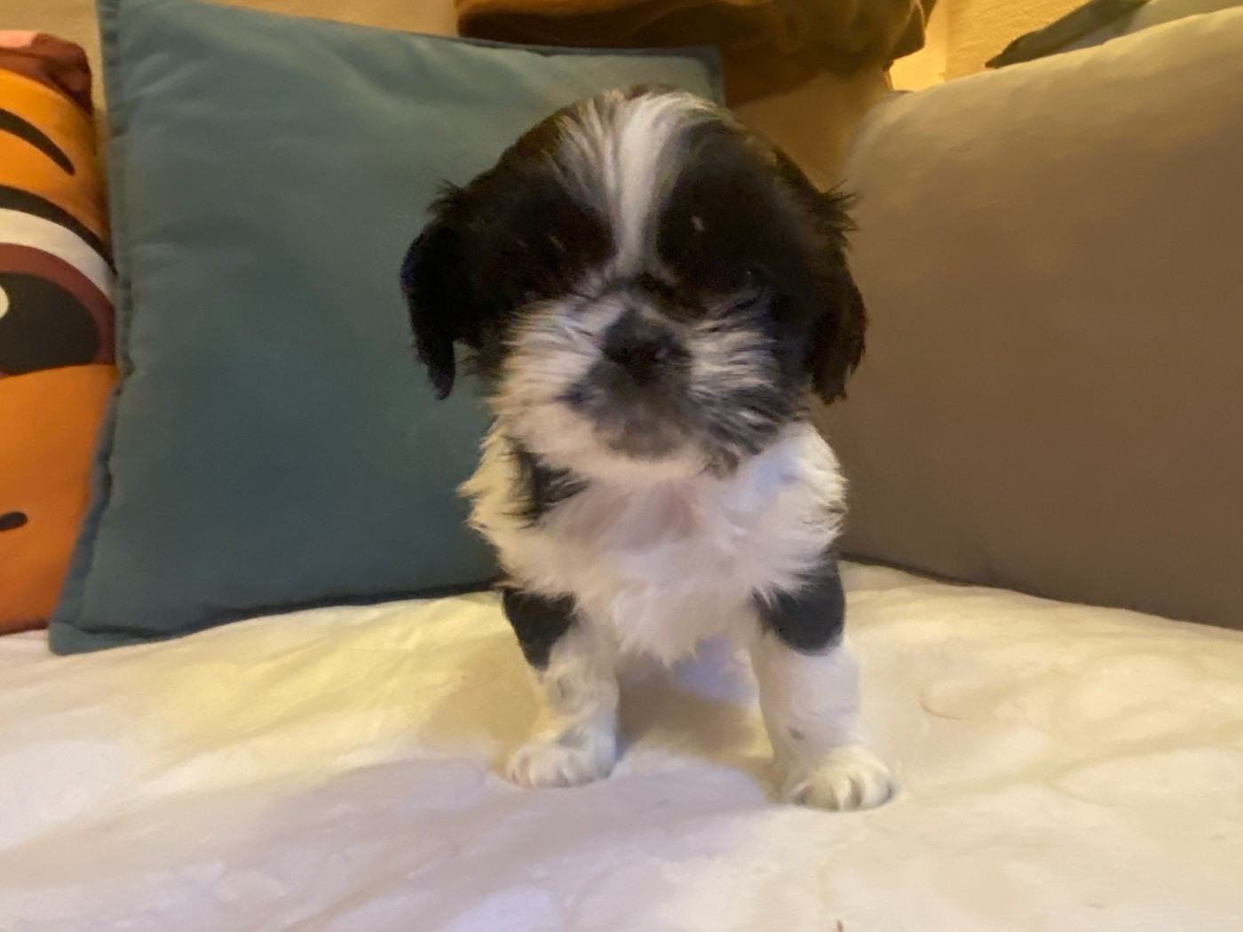 Francoise Cottone - Chiots disponibles - Shih Tzu