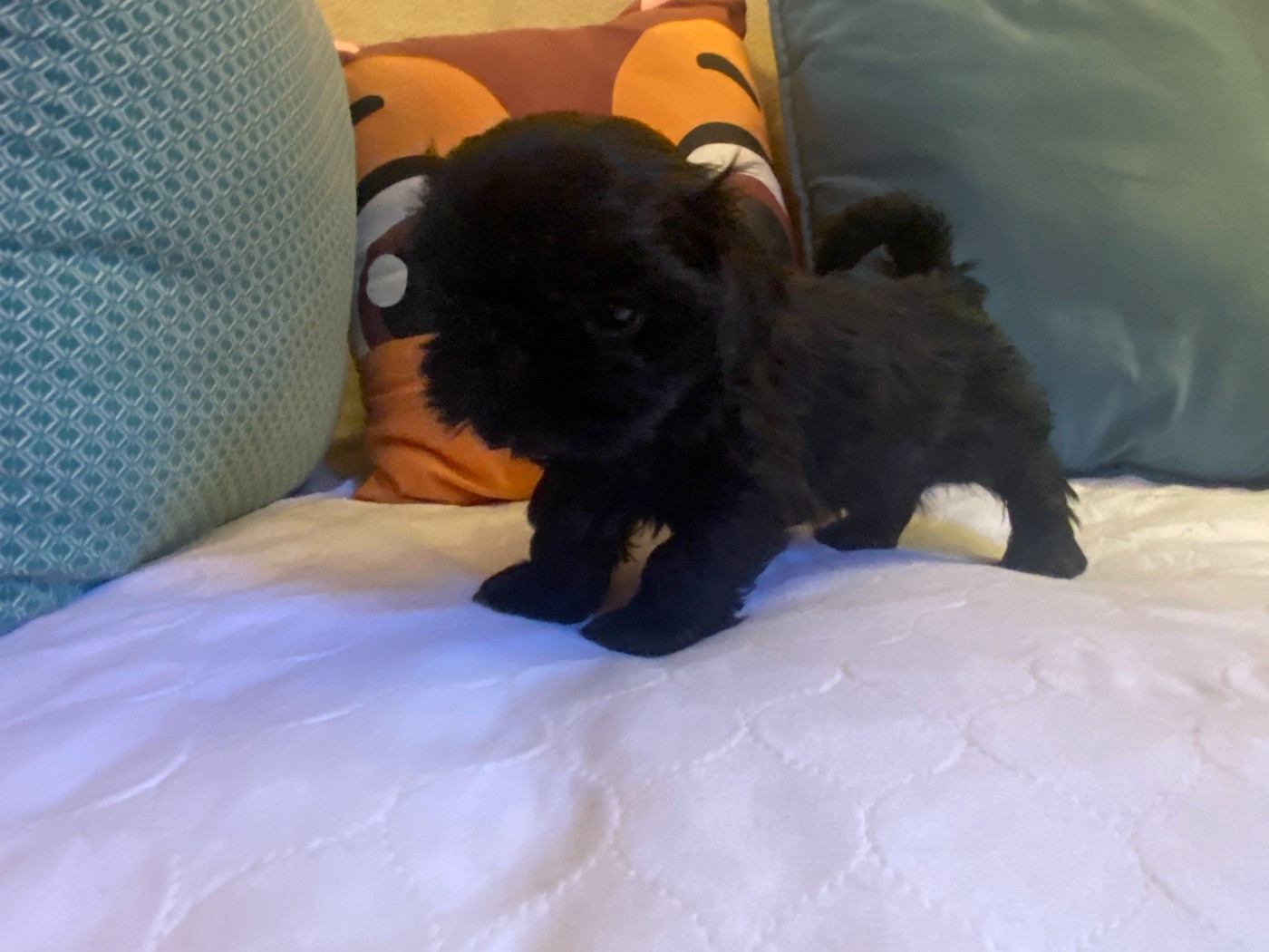 Francoise Cottone - Chiots disponibles - Shih Tzu
