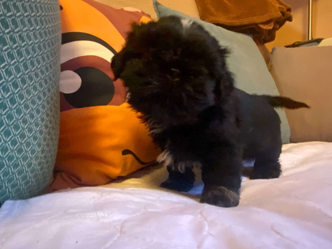 Francoise Cottone - Chiots disponibles - Shih Tzu