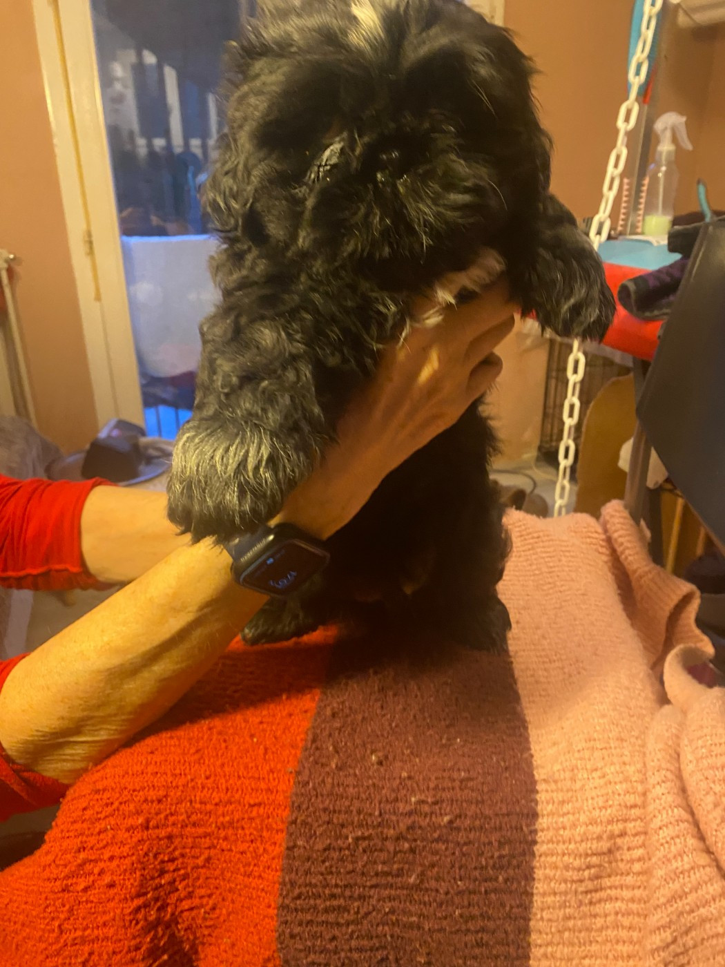 Francoise Cottone - Chiots disponibles - Shih Tzu