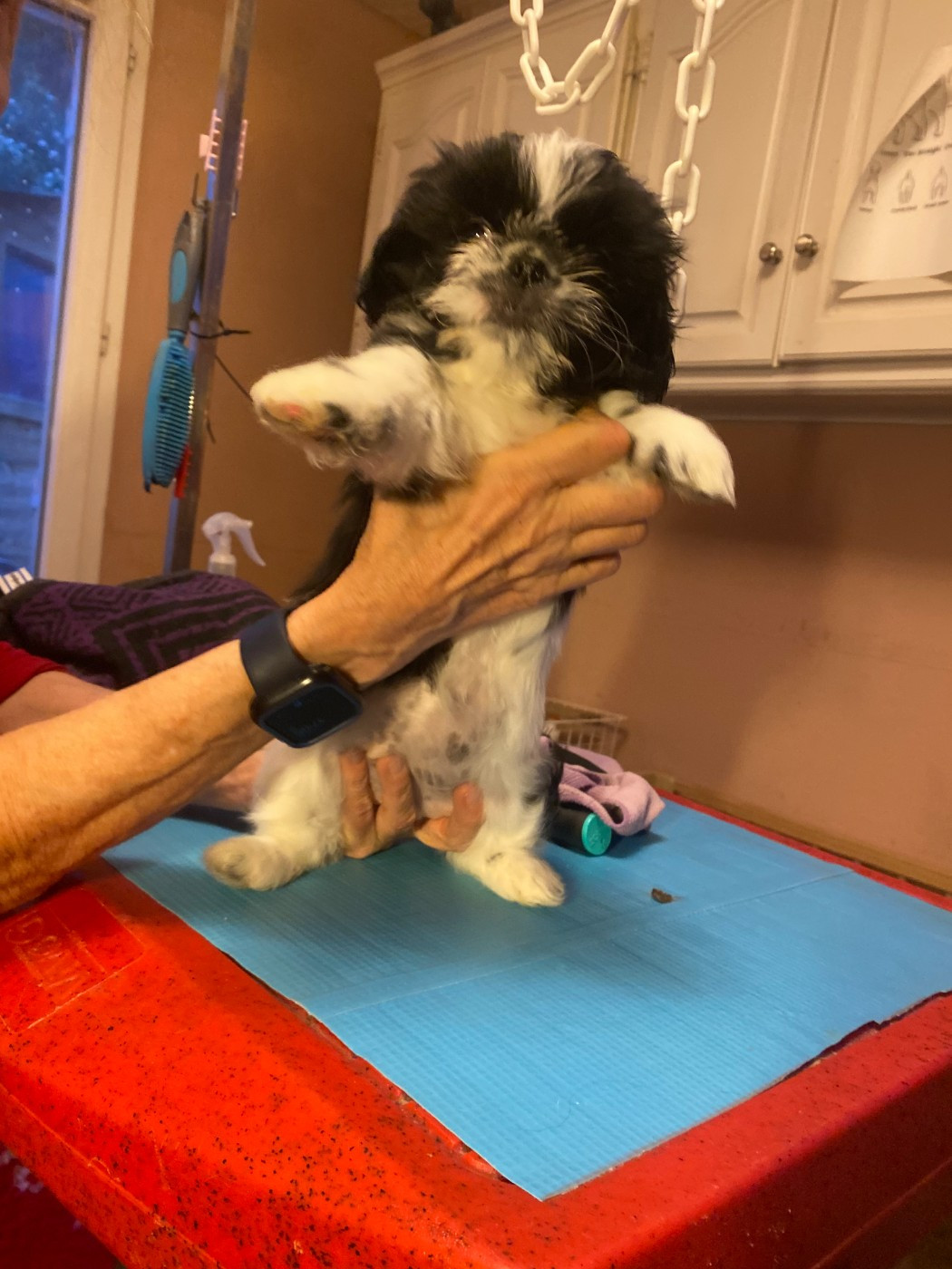 Francoise Cottone - Chiots disponibles - Shih Tzu