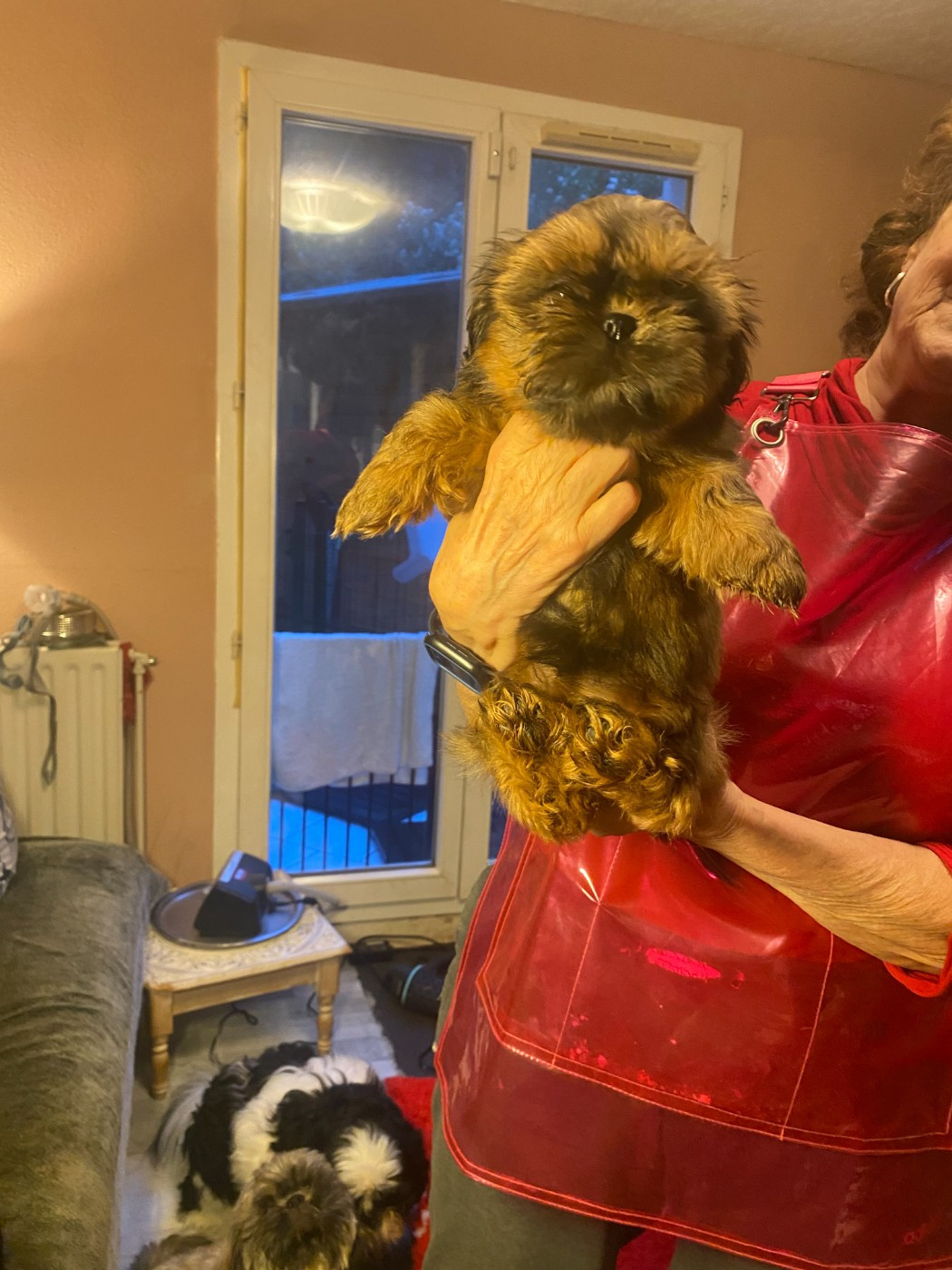 Francoise Cottone - Chiots disponibles - Shih Tzu