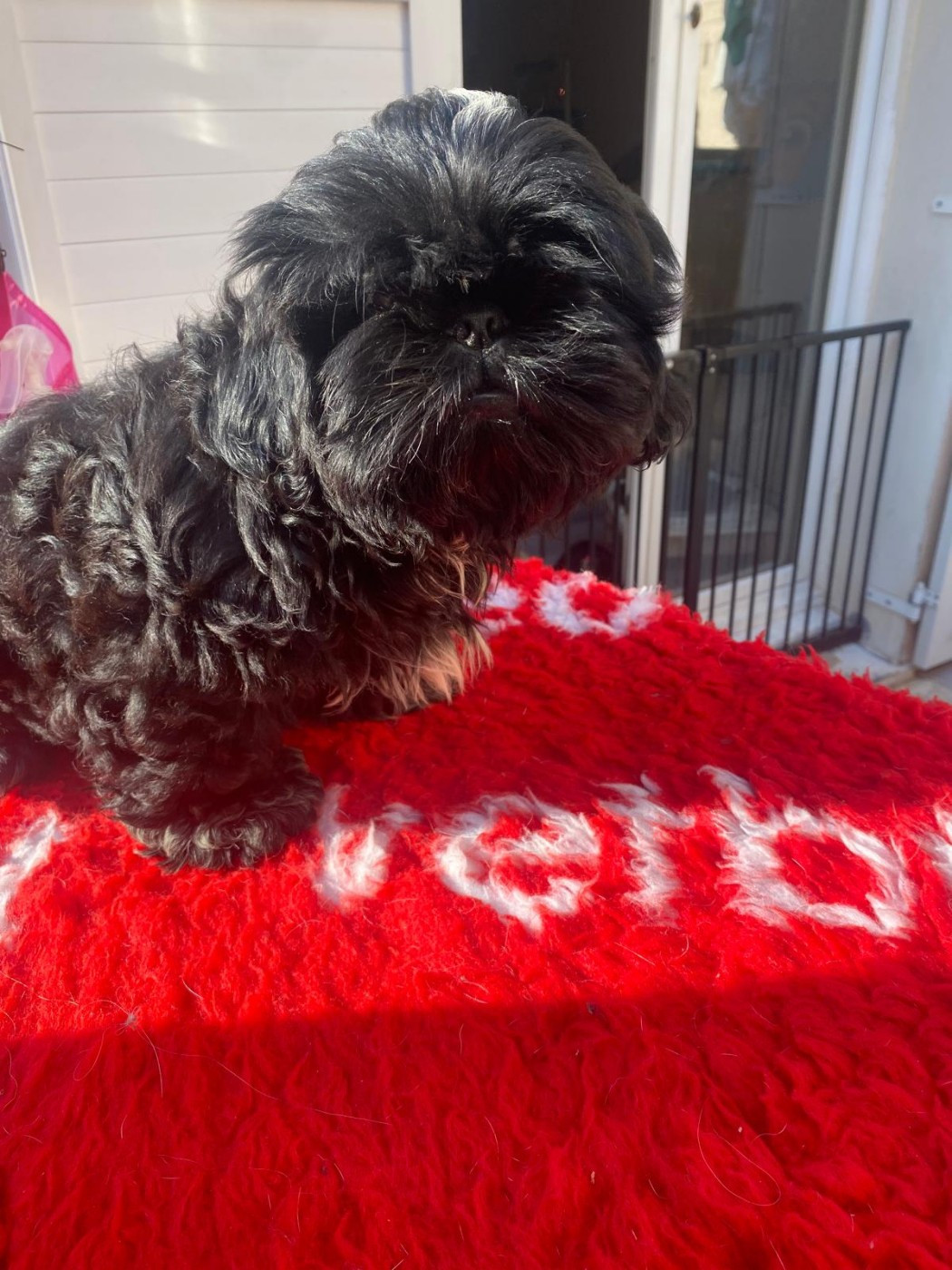 Francoise Cottone - Chiots disponibles - Shih Tzu