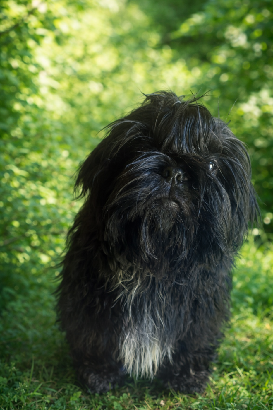 Francoise Cottone - Chiots disponibles - Shih Tzu