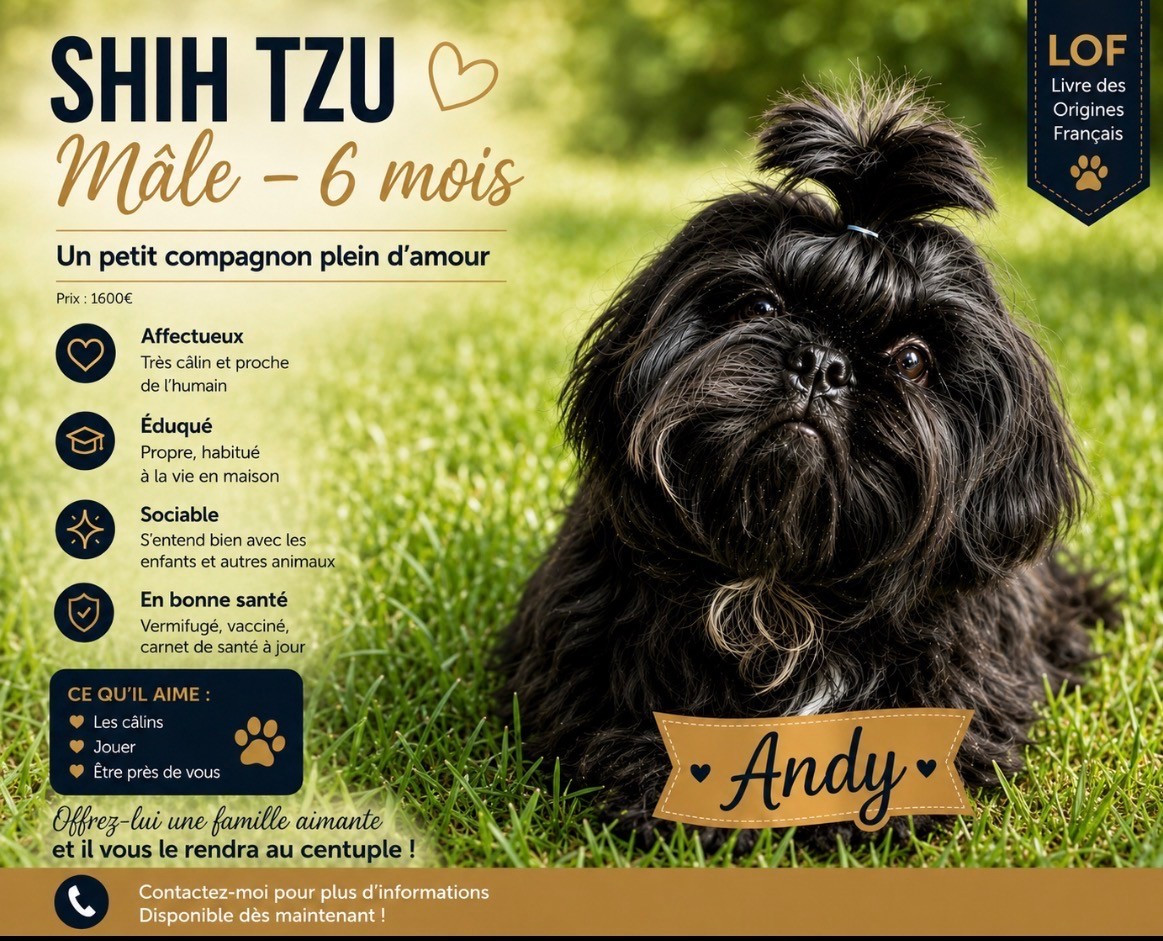 Francoise Cottone - Chiots disponibles - Shih Tzu