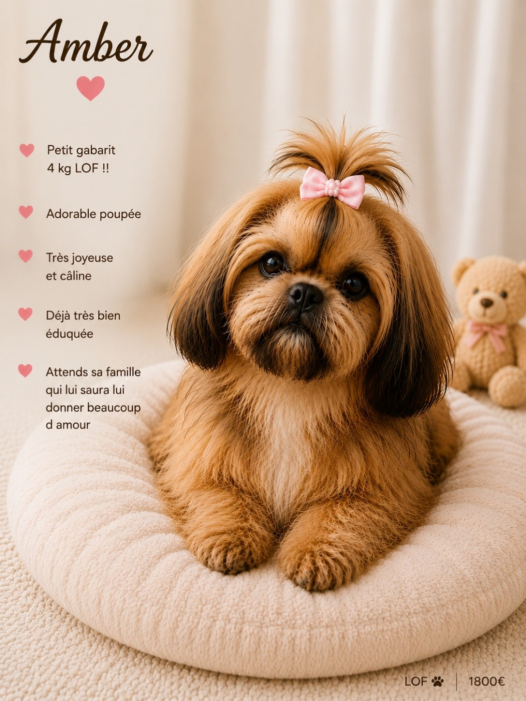 Francoise Cottone - Chiots disponibles - Shih Tzu