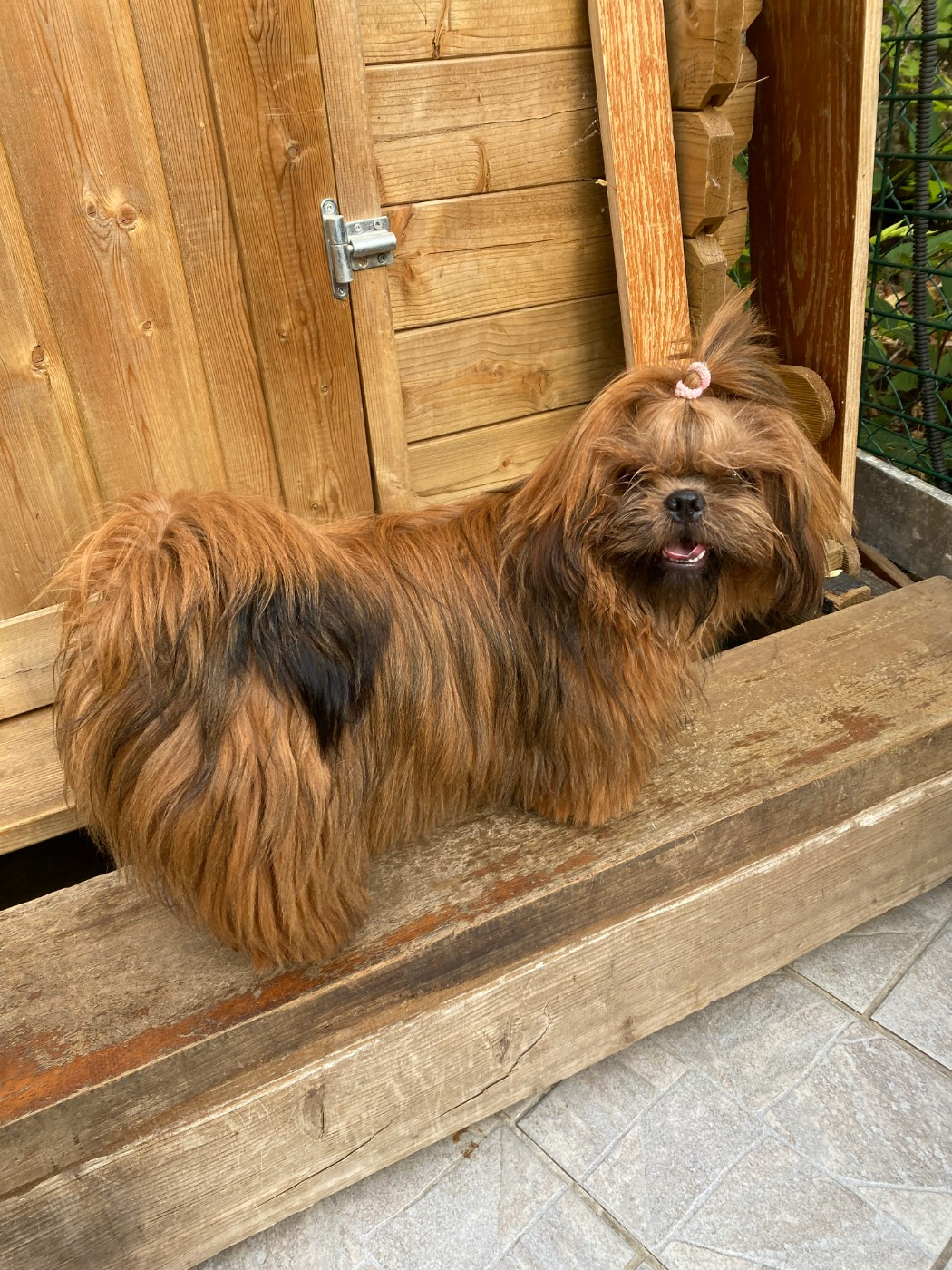 Francoise Cottone - Chiots disponibles - Shih Tzu