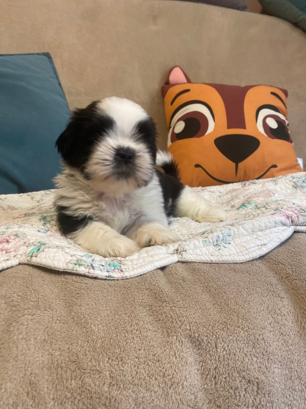 Francoise Cottone - Chiots disponibles - Shih Tzu
