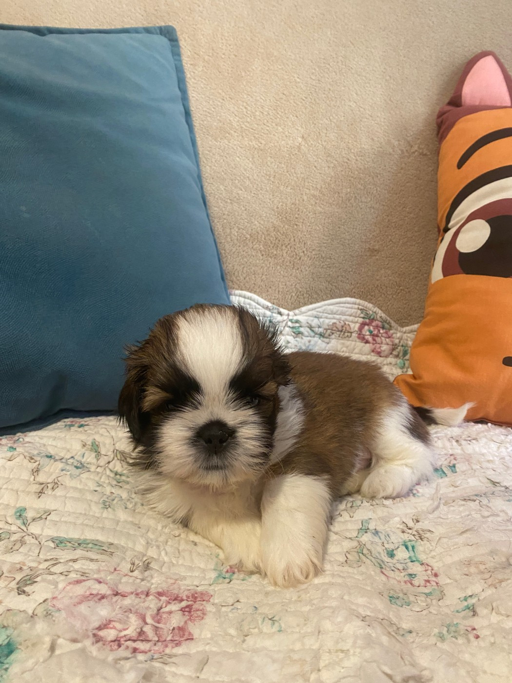 Francoise Cottone - Chiots disponibles - Shih Tzu