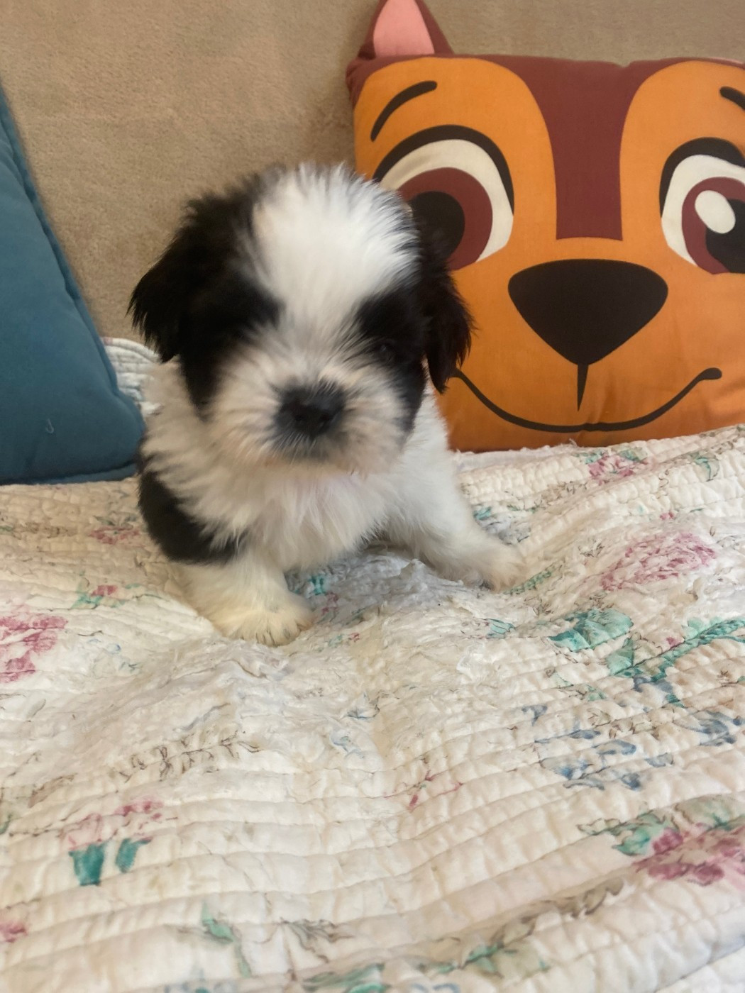 Francoise Cottone - Chiots disponibles - Shih Tzu