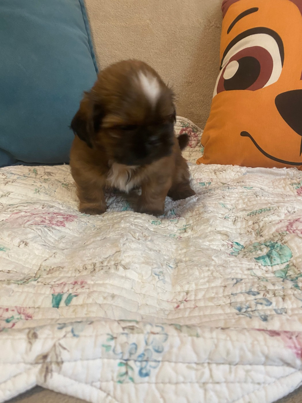 Francoise Cottone - Chiots disponibles - Shih Tzu