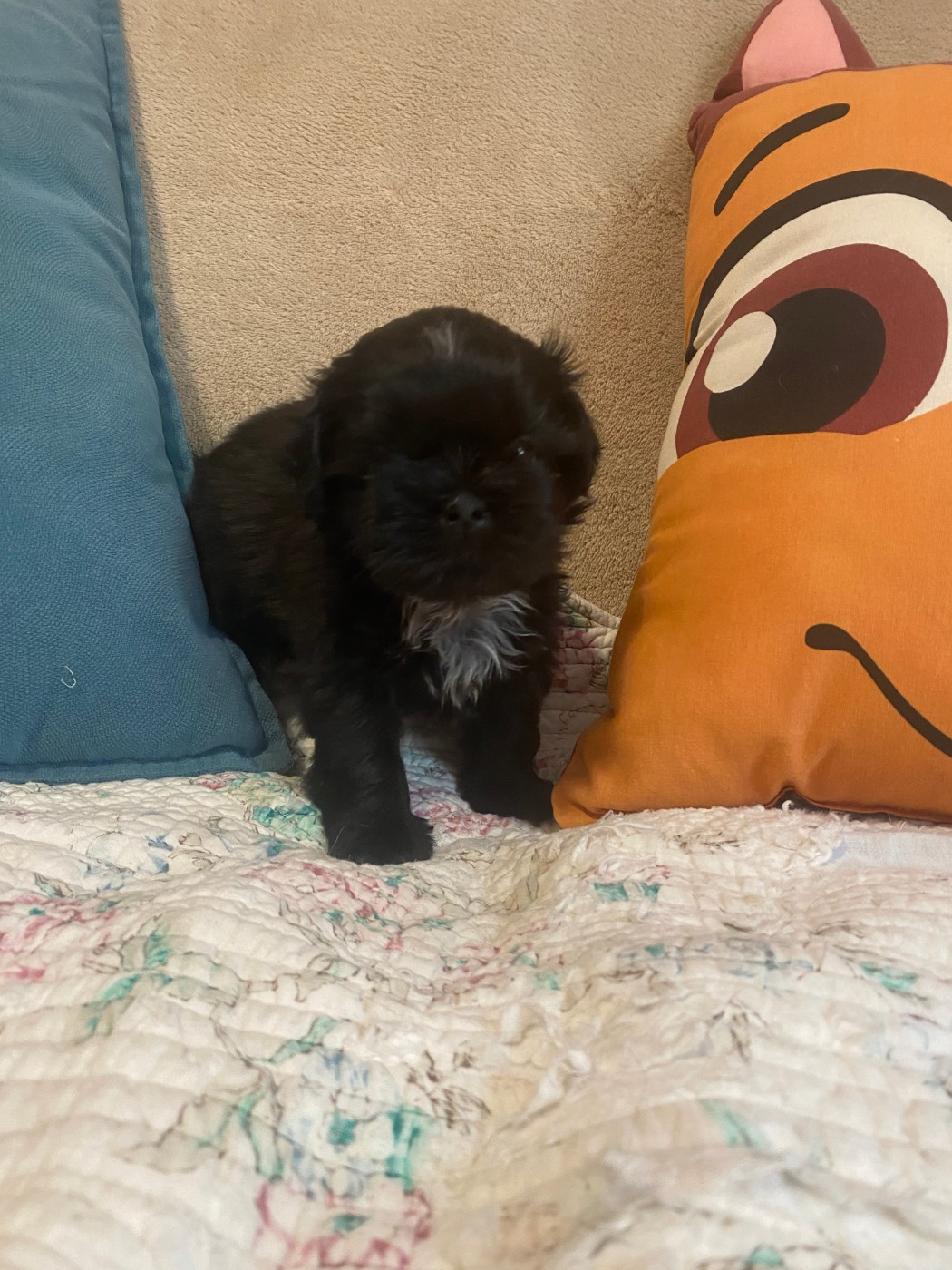 Francoise Cottone - Chiots disponibles - Shih Tzu