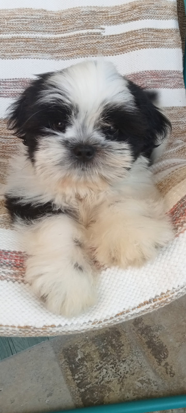 Francoise Cottone - Chiots disponibles - Shih Tzu
