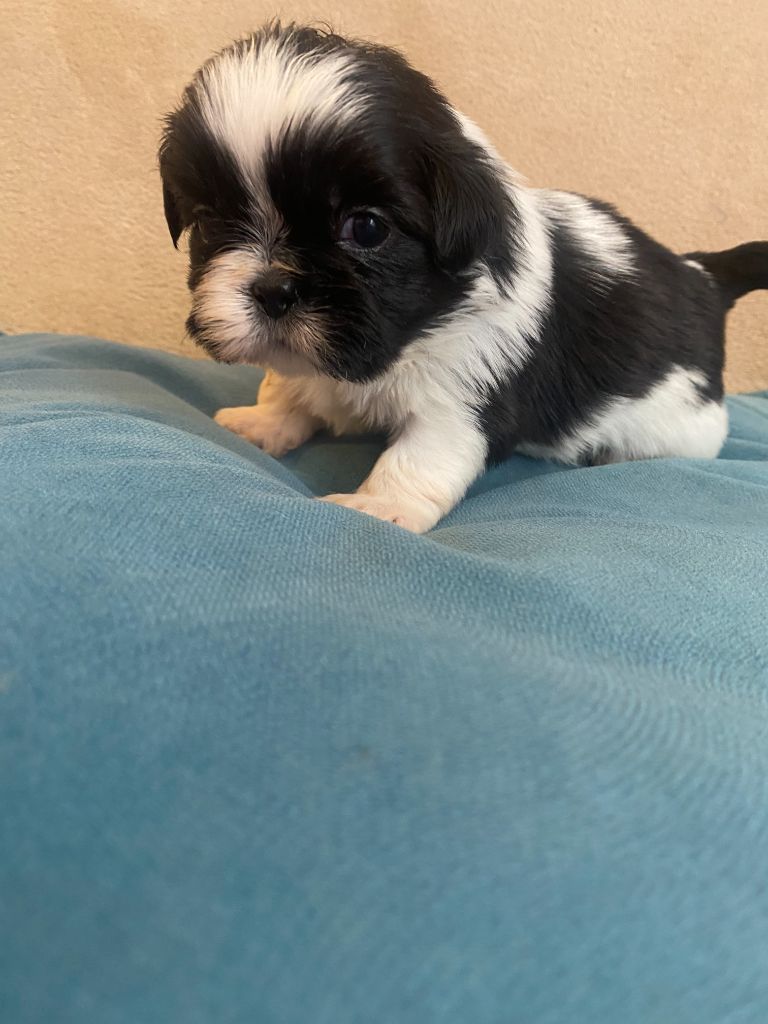 Francoise Cottone - Chiots disponibles - Shih Tzu