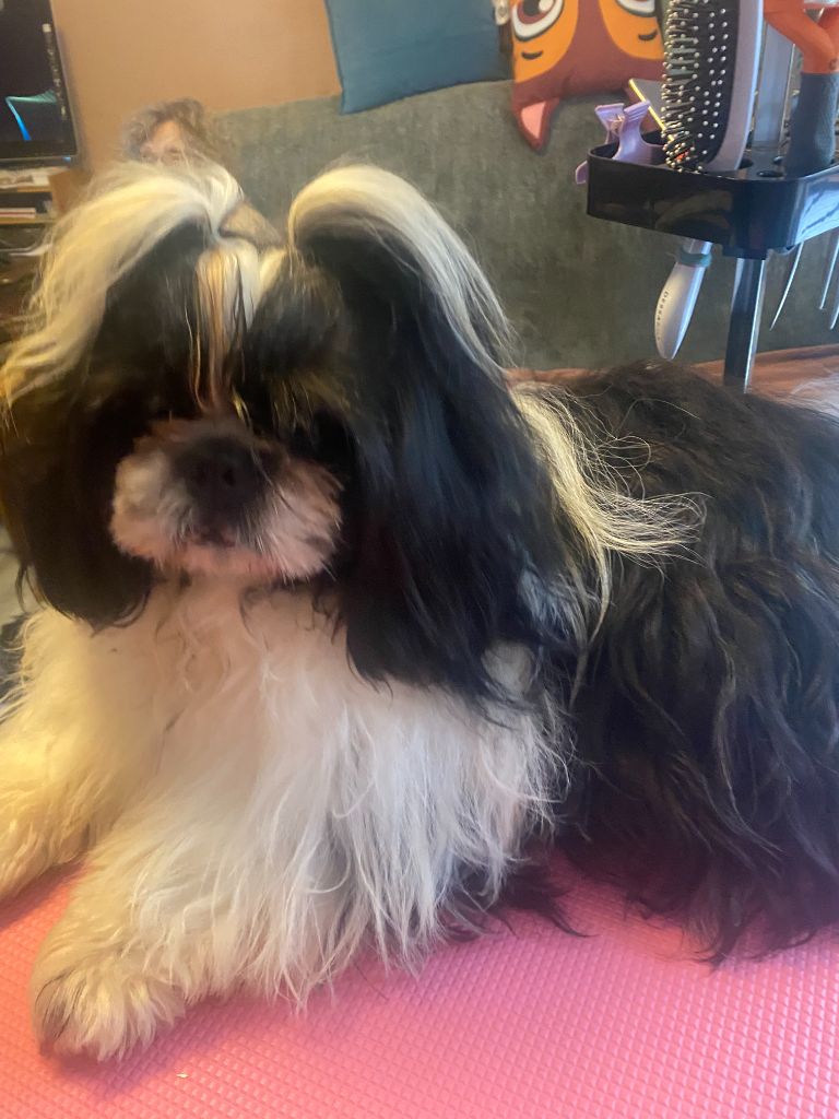 Chiot Shih Tzu Francoise Cottone
