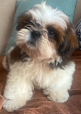 CHIOT 2
