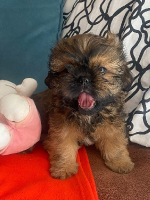 CHIOT 1