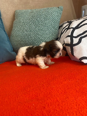CHIOT 2