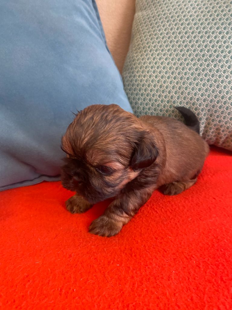 Francoise Cottone - Chiots disponibles - Shih Tzu