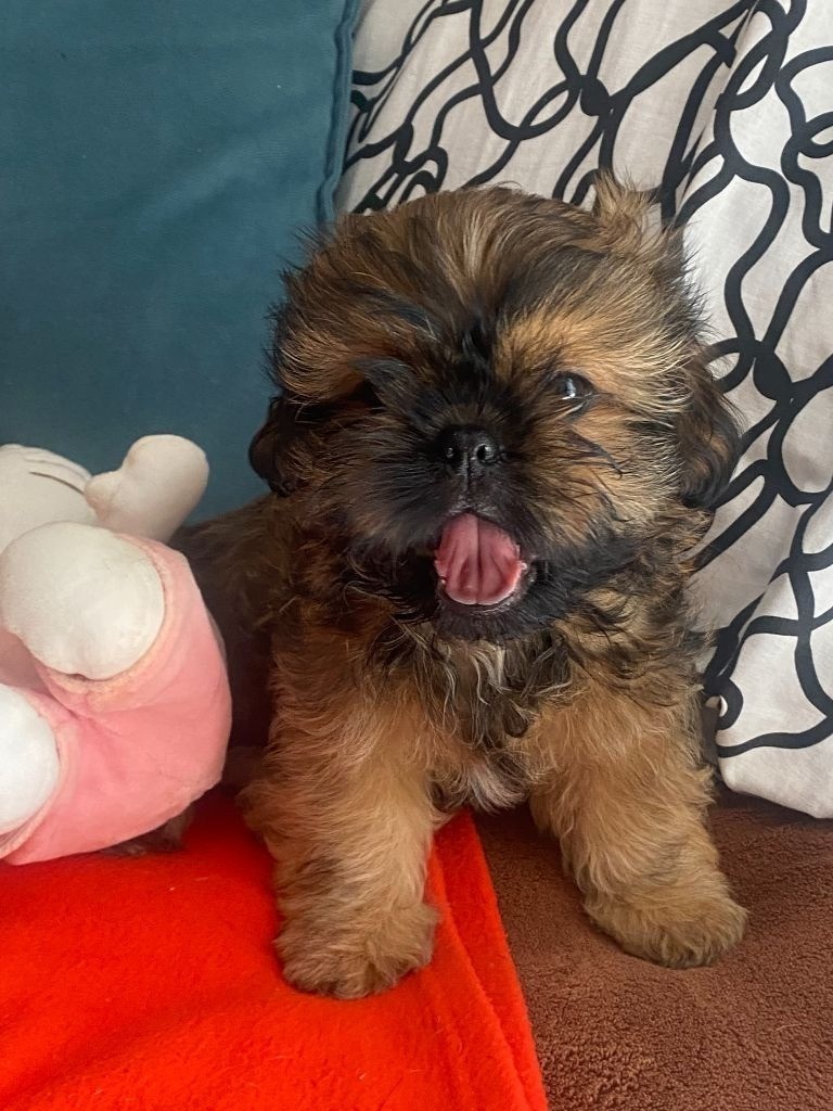 Francoise Cottone - Chiots disponibles - Shih Tzu